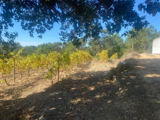 Terreno para Venda em Alvorninha Foto 25