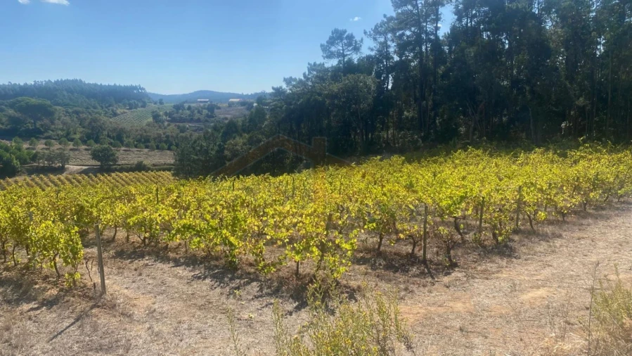 Terreno para Venda em Alvorninha Foto 23