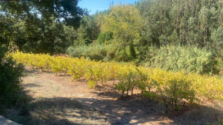 Terreno para Venda em Alvorninha Foto 12