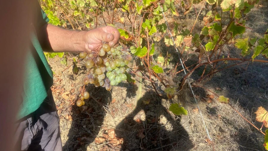Terreno para Venda em Alvorninha Foto 16