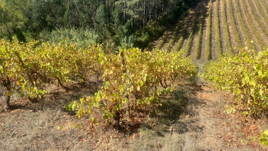 Terreno para Venda em Alvorninha Foto 11
