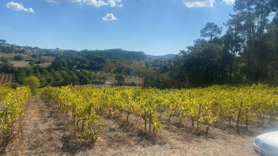 Terreno para Venda em Alvorninha Foto 21