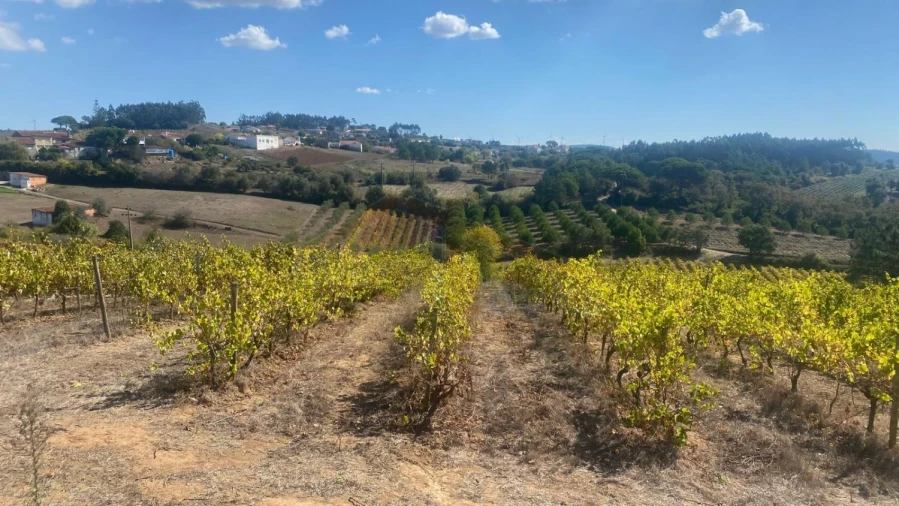 Terreno para Venda em Alvorninha Foto 22
