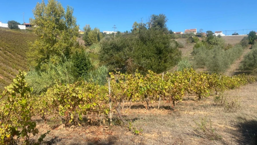 Terreno para Venda em Alvorninha Foto 17