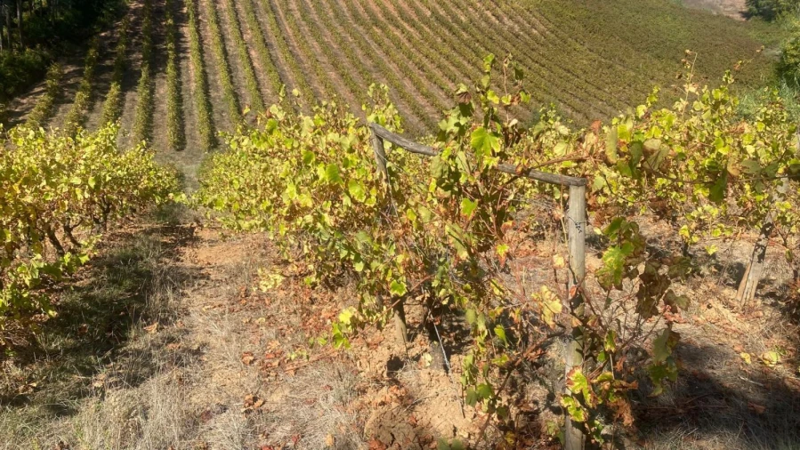 Terreno para Venda em Alvorninha Foto 10