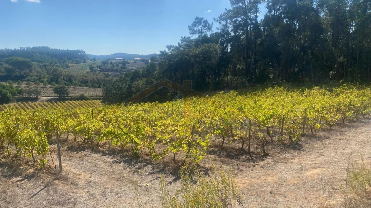 Terreno para Venda em Alvorninha Foto 23