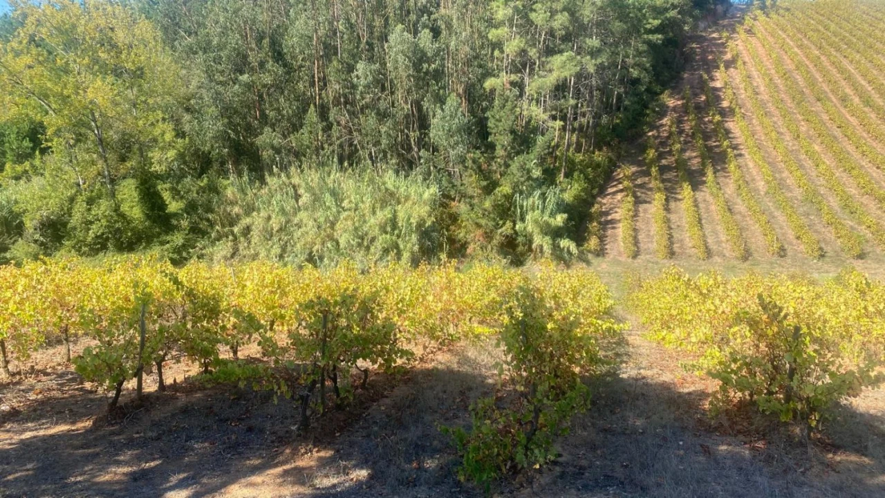 Terreno para Venda em Alvorninha Foto 8