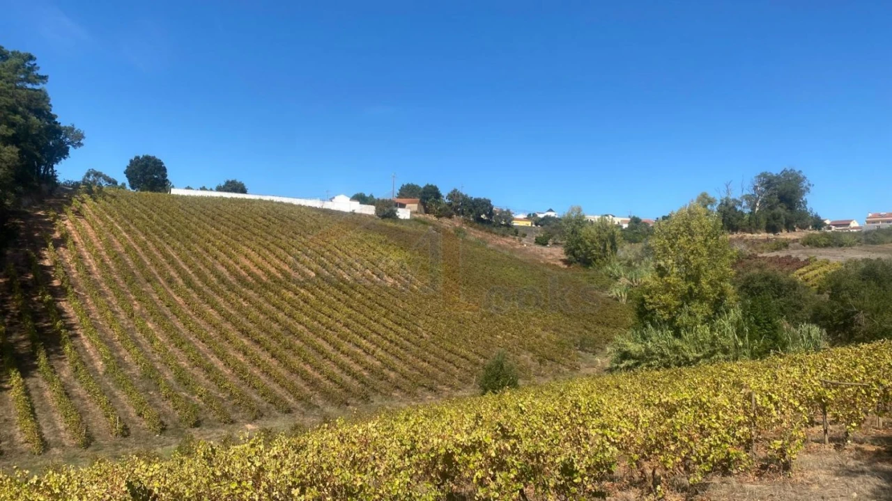 Terreno para Venda em Alvorninha Foto 2