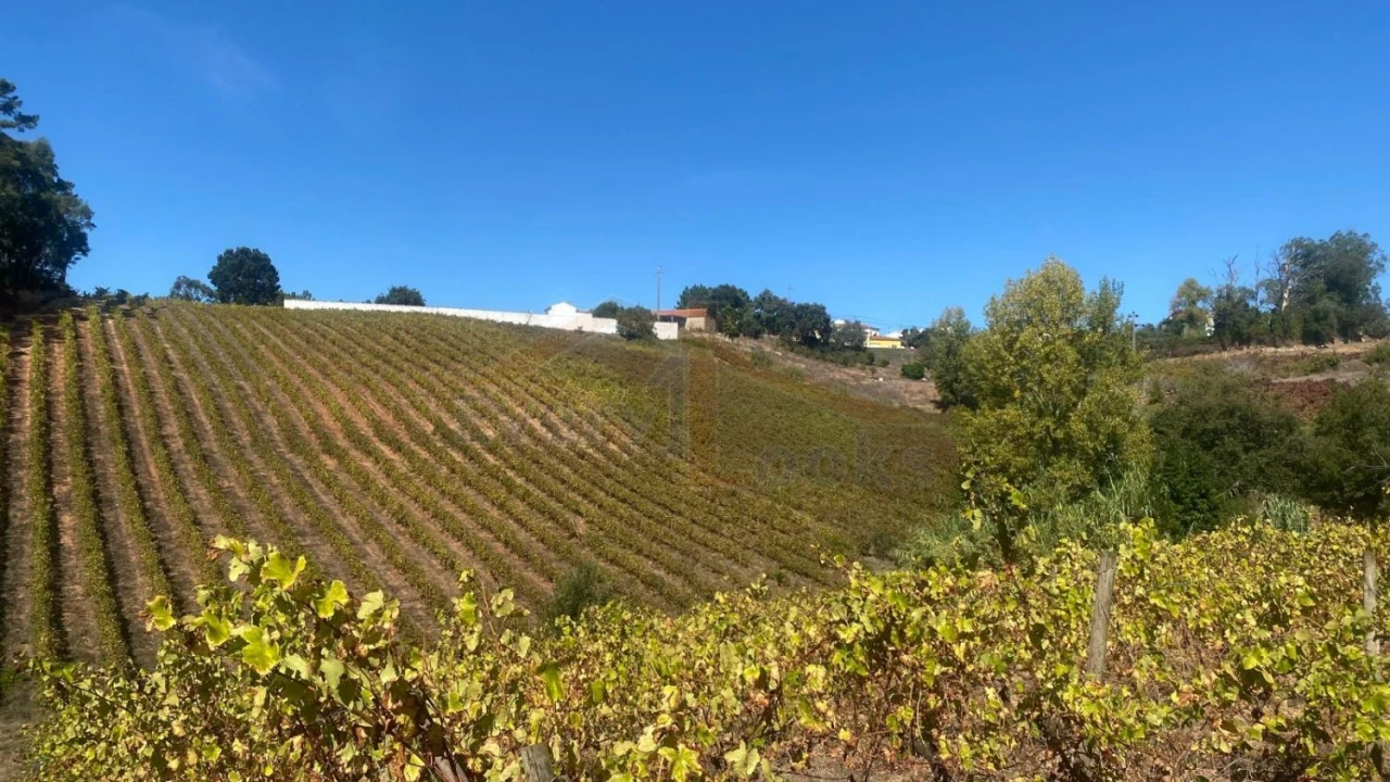Terreno para Venda em Alvorninha Foto 6