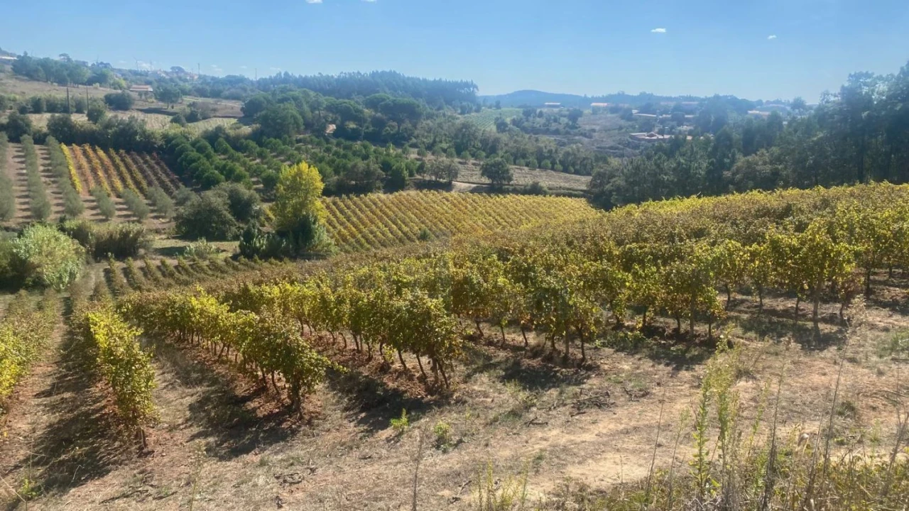 Terreno para Venda em Alvorninha Foto 27
