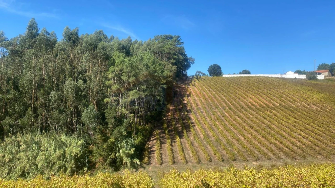 Terreno para Venda em Alvorninha Foto 3