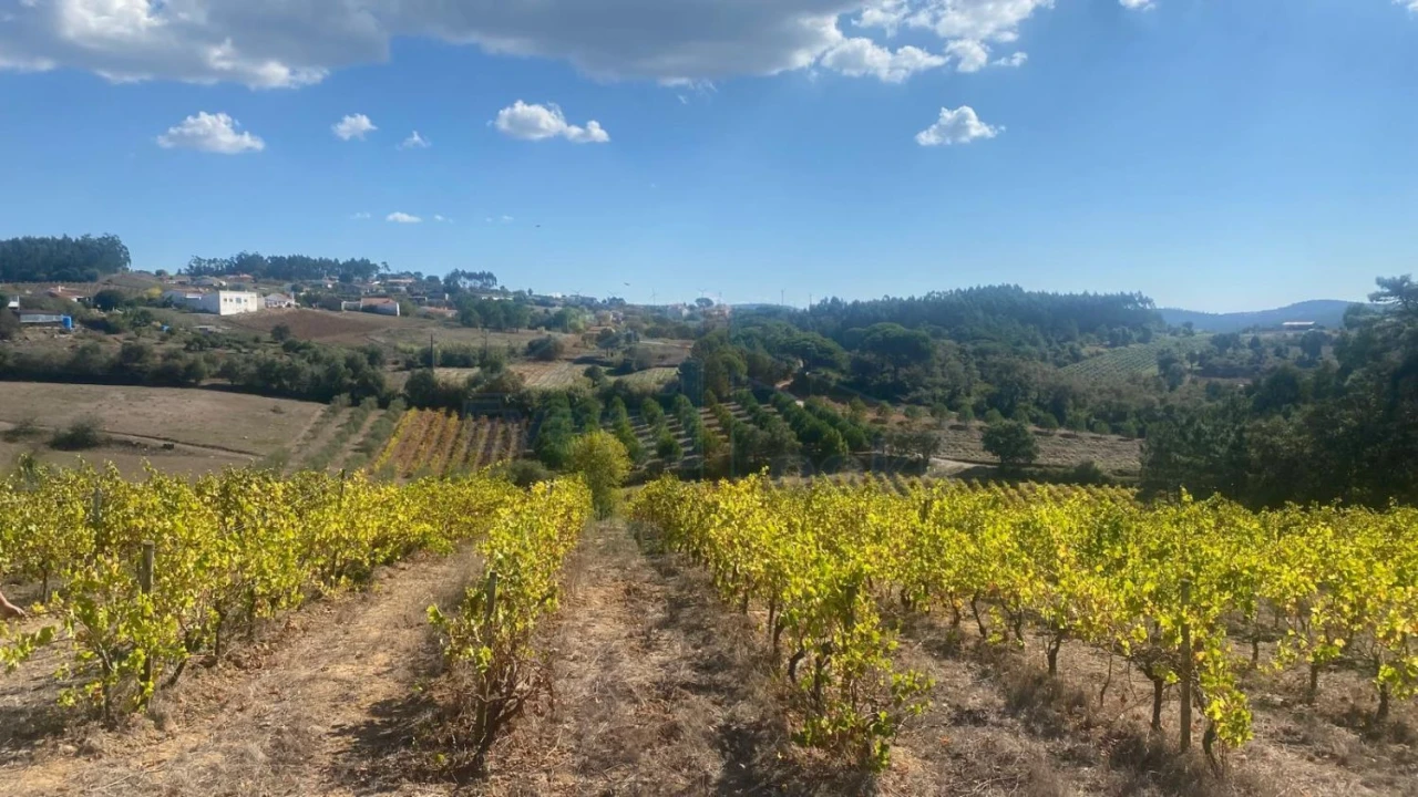 Terreno para Venda em Alvorninha Foto 18