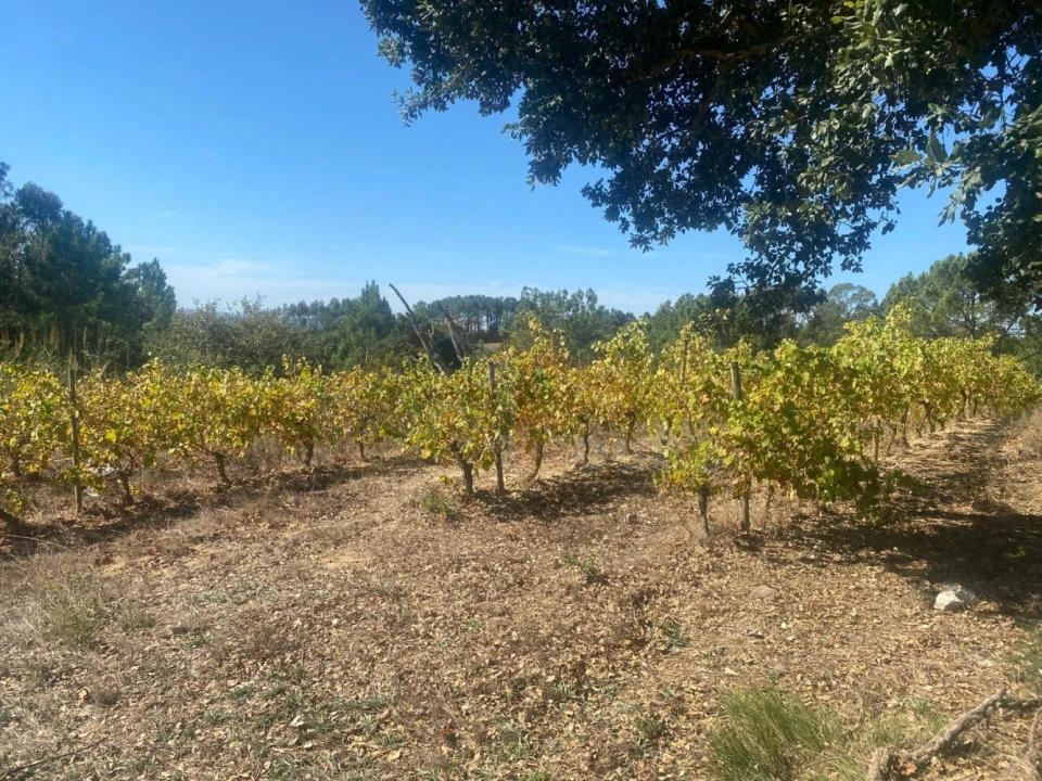 Terreno para Venda em Alvorninha Foto 26