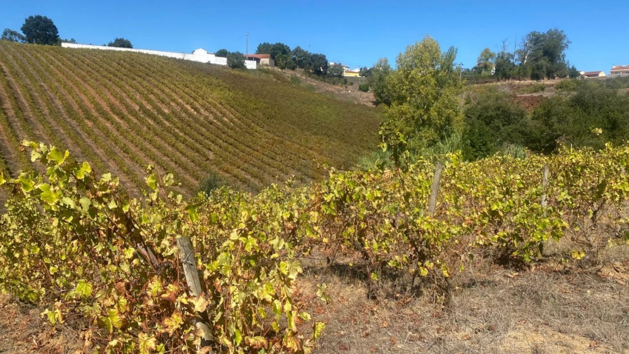 Terreno para Venda em Alvorninha Foto 5