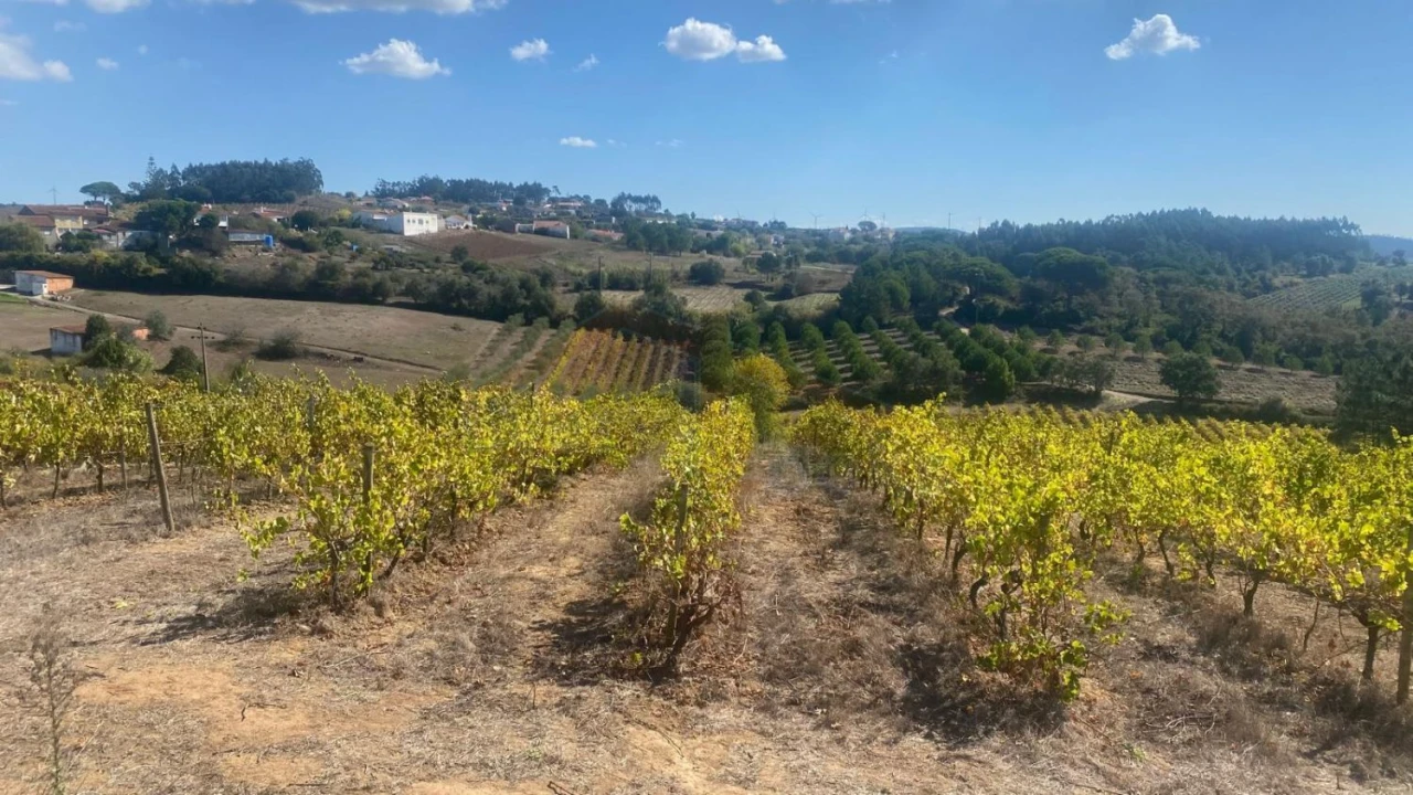 Terreno para Venda em Alvorninha Foto 22