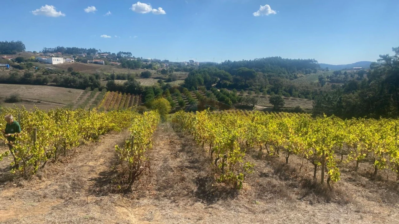 Terreno para Venda em Alvorninha Foto 20
