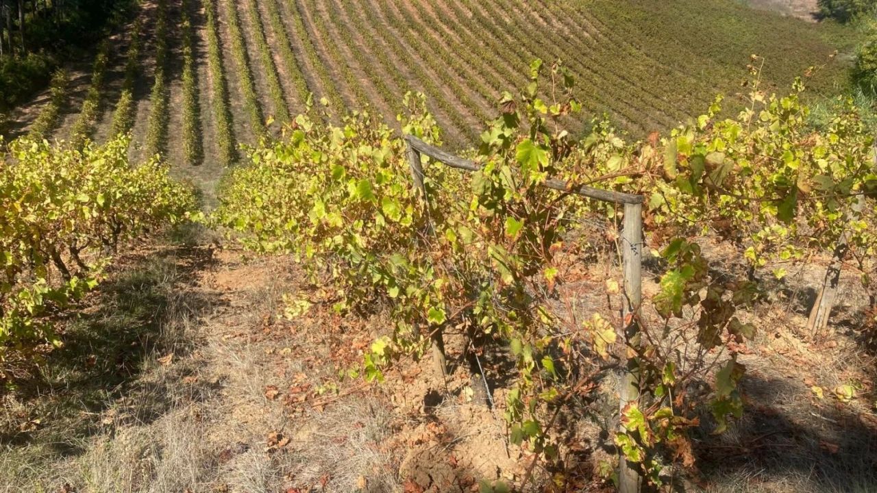 Terreno para Venda em Alvorninha Foto 10