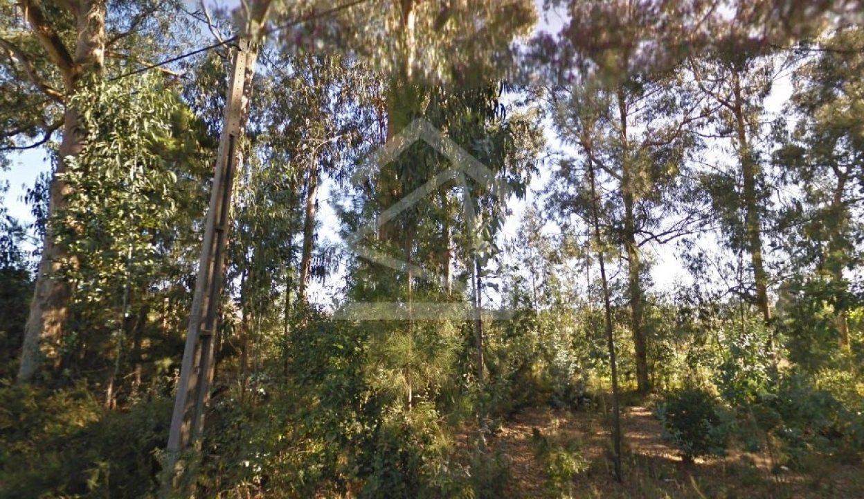 Terreno para Venda em Pinheiro da Bemposta, Travanca e Palmaz Foto 2