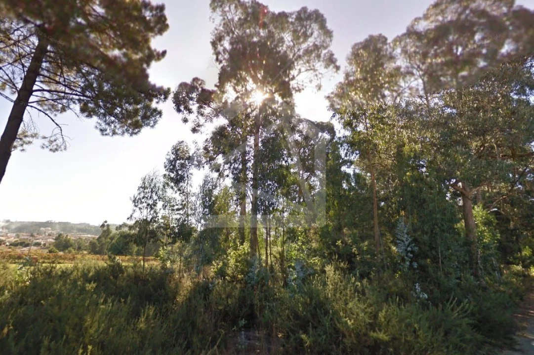 Terreno para Venda em Pinheiro da Bemposta, Travanca e Palmaz Foto 6