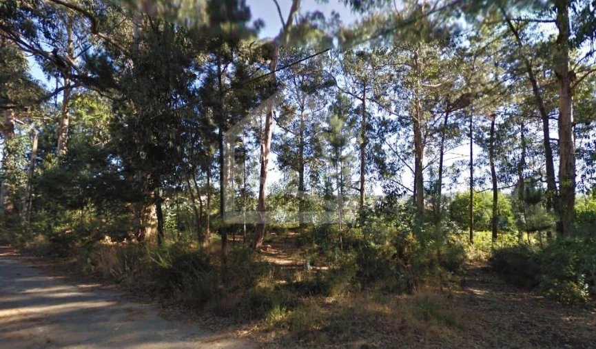 Terreno para Venda em Pinheiro da Bemposta, Travanca e Palmaz Foto 3