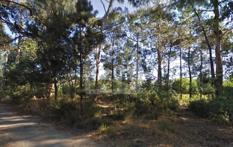 Terreno para Venda em Pinheiro da Bemposta, Travanca e Palmaz Foto 4