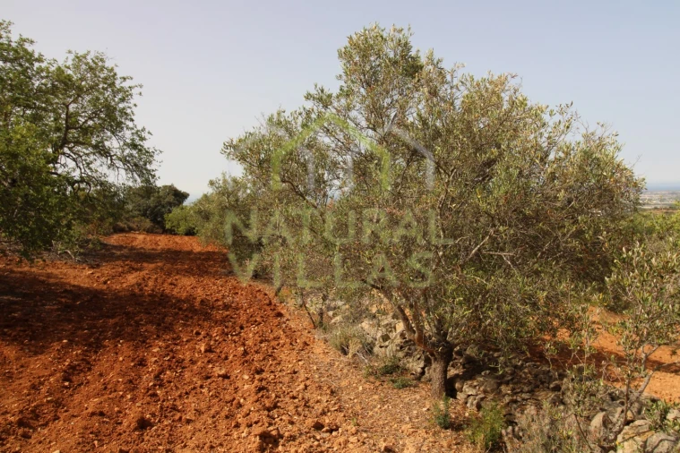 Terreno Agricola ou Rústico para Venda em Conceição e Estoi Foto 2