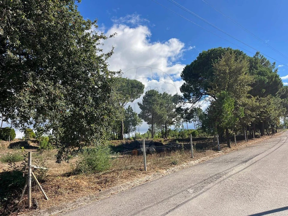 Terreno para Venda em Nogueira do Cravo Foto 5