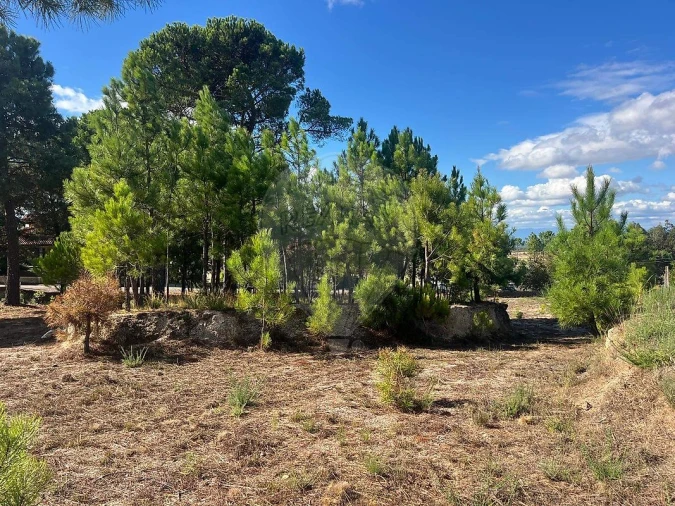 Terreno para Venda em Nogueira do Cravo Foto 9