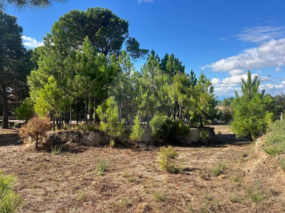 Terreno para Venda em Nogueira do Cravo Foto 9