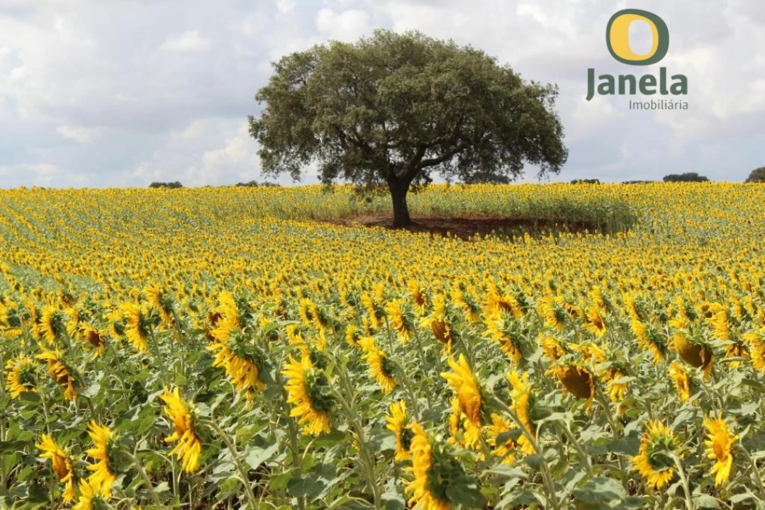 Negócio para Venda em Trigaches e São Brissos Foto 12