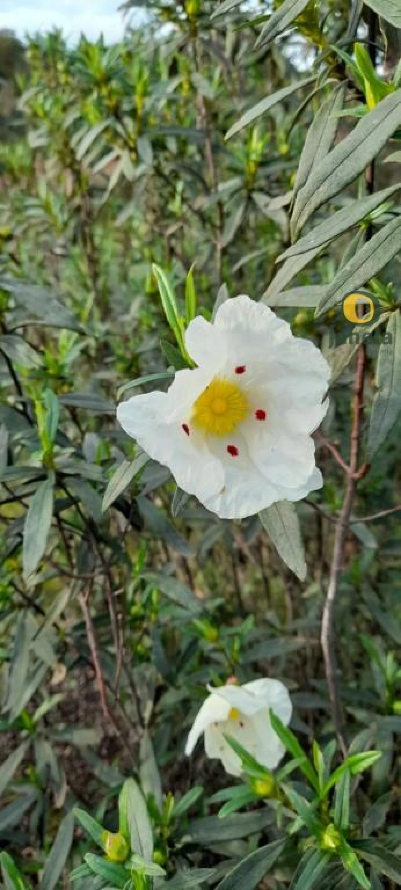 Negócio para Venda em Trigaches e São Brissos Foto 35