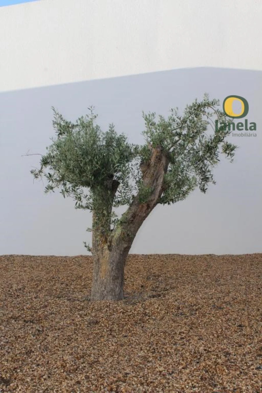 Negócio para Venda em Trigaches e São Brissos Foto 9