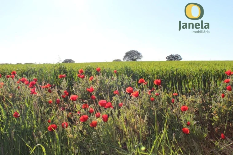 Negócio para Venda em Trigaches e São Brissos Foto 16