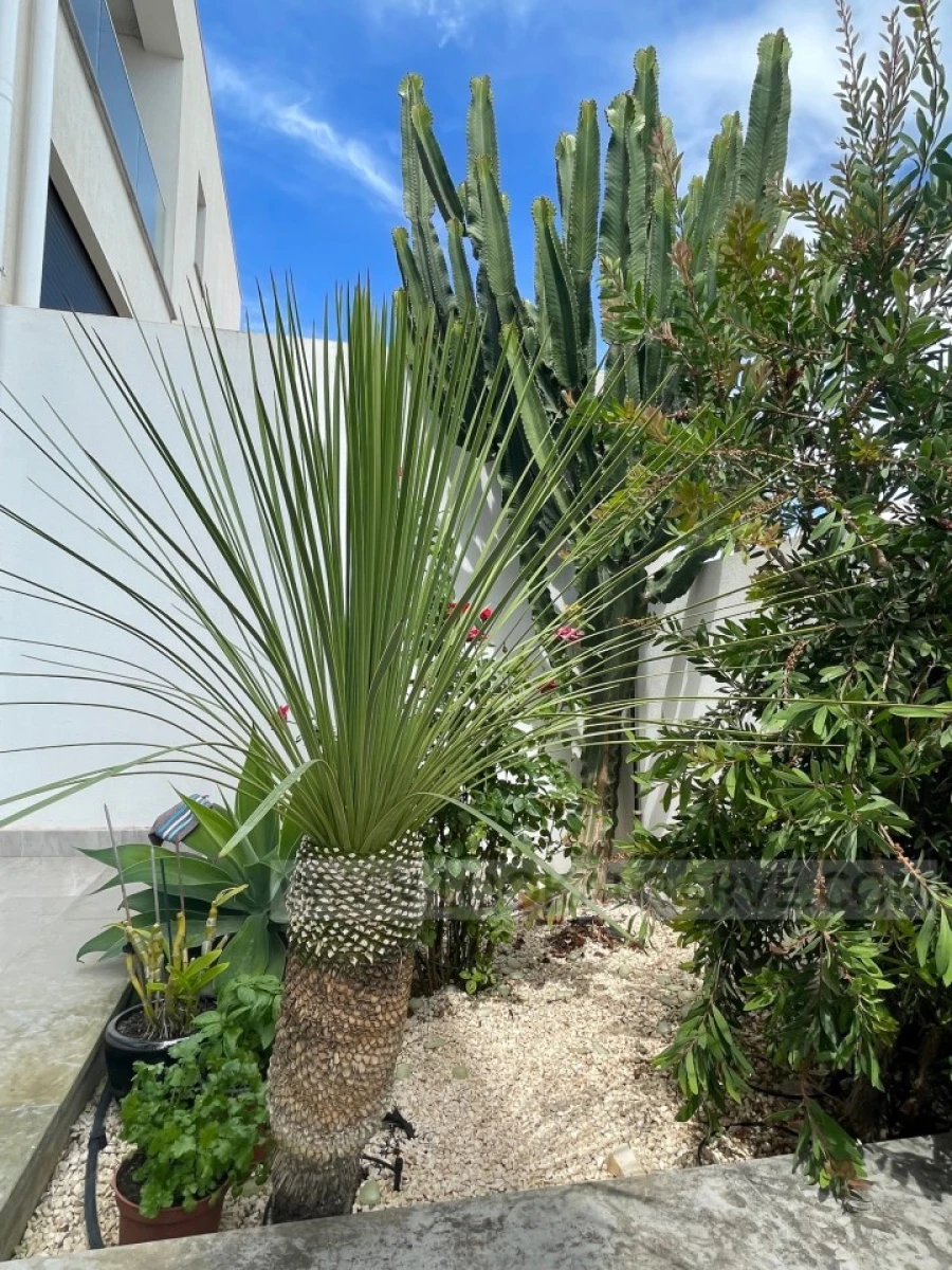 Moradia T4 para Venda em Lagos (São Sebastião e Santa Maria) Foto 5