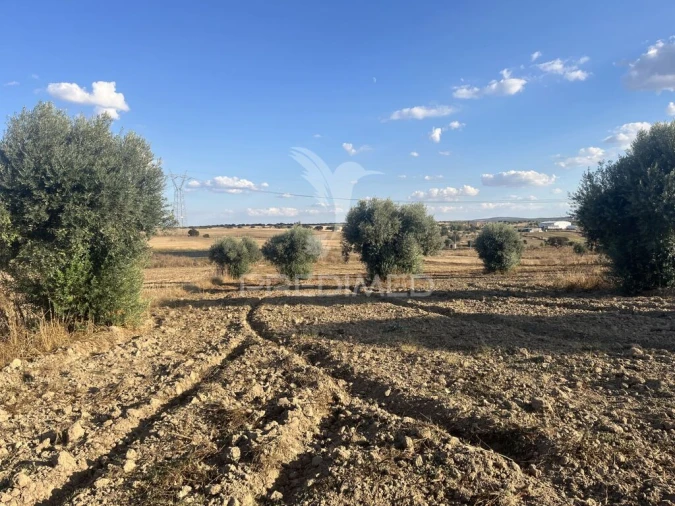 Terreno para Venda em Alfundão e Peroguarda Foto 12