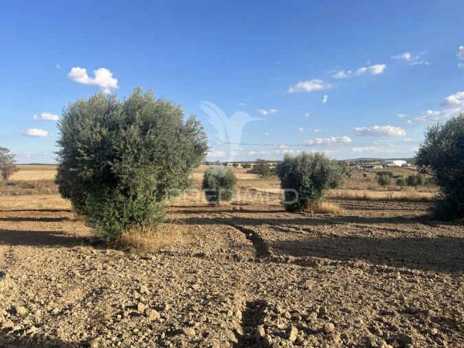 Terreno para Venda em Alfundão e Peroguarda Foto 16