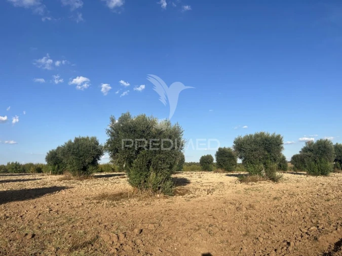 Terreno para Venda em Alfundão e Peroguarda Foto 7