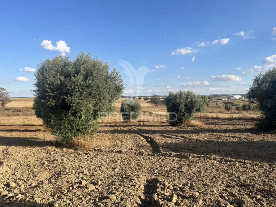 Terreno para Venda em Alfundão e Peroguarda Foto 16