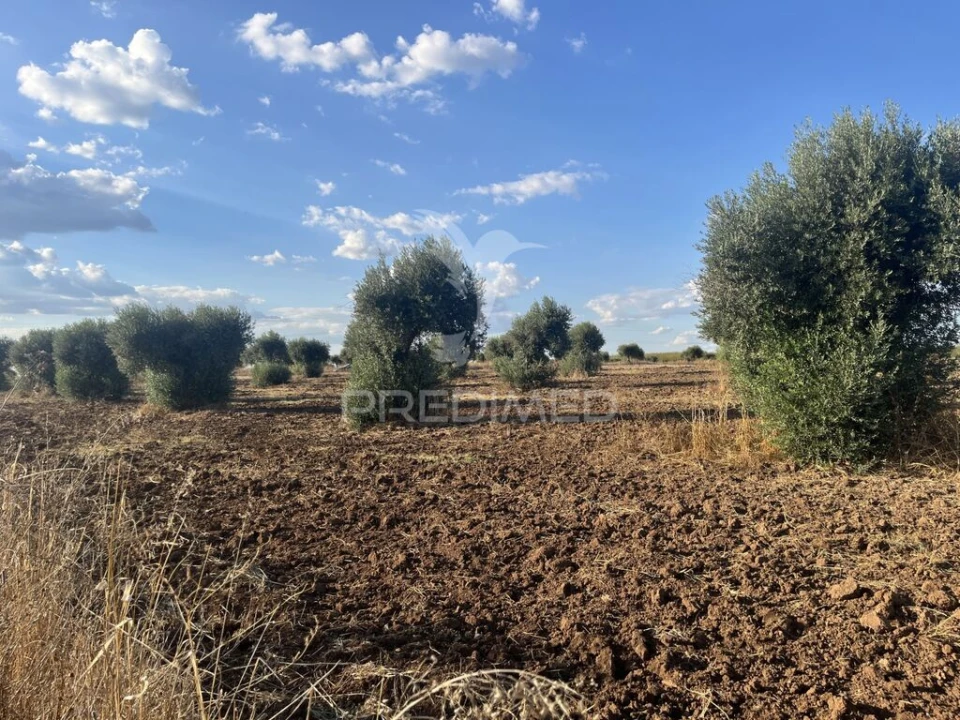 Terreno para Venda em Alfundão e Peroguarda Foto 6