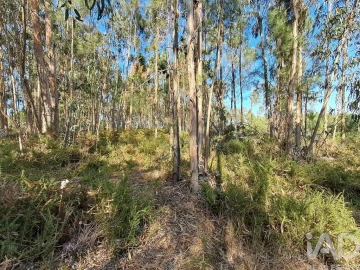 Terreno para Venda em Souto da Carpalhosa e Ortigosa