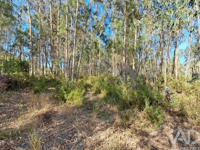 Terreno para Venda em Souto da Carpalhosa e Ortigosa Foto 9