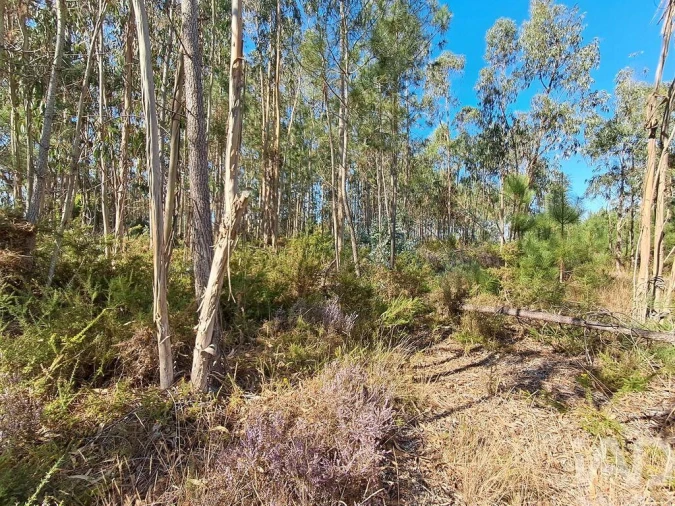 Terreno para Venda em Souto da Carpalhosa e Ortigosa Foto 8
