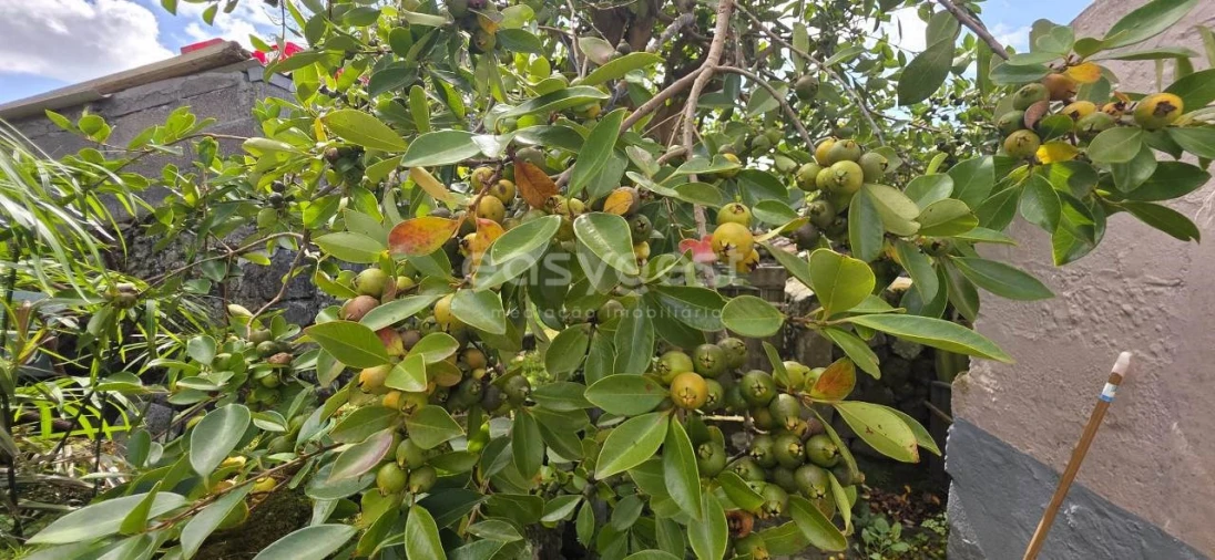 Moradia T4 para Venda em Terra Chã Foto 32