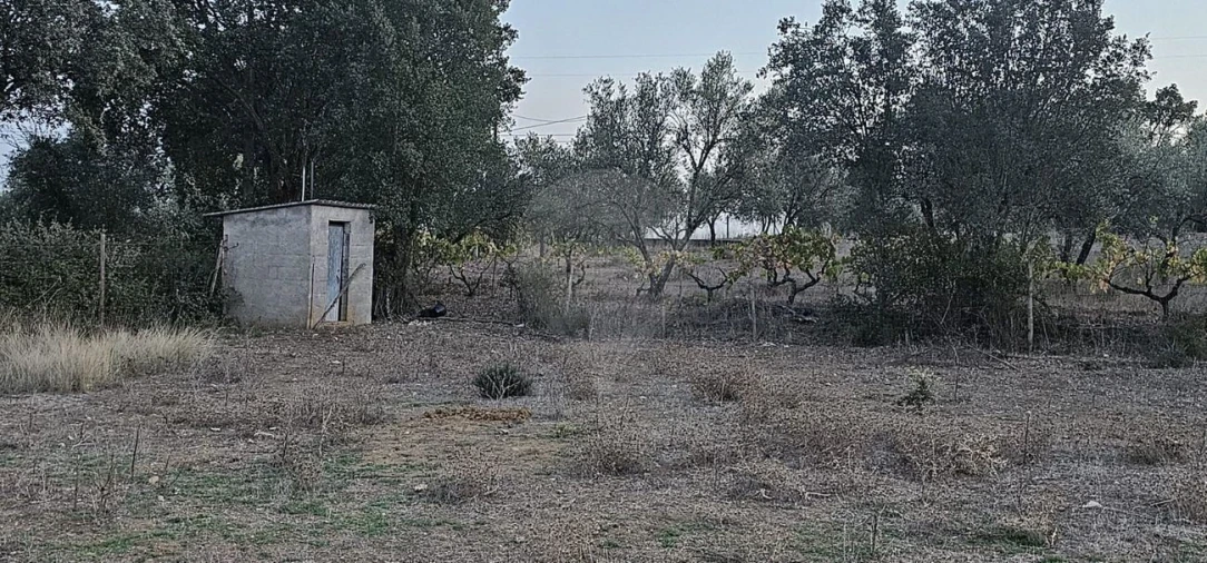 Terreno Agricola ou Rústico para Venda em Abrantes (São Vicente e São João) e Alferrarede Foto 11