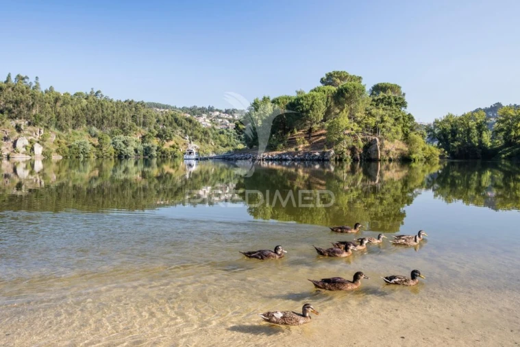 Quinta T6 para Venda em Boelhe Foto 19
