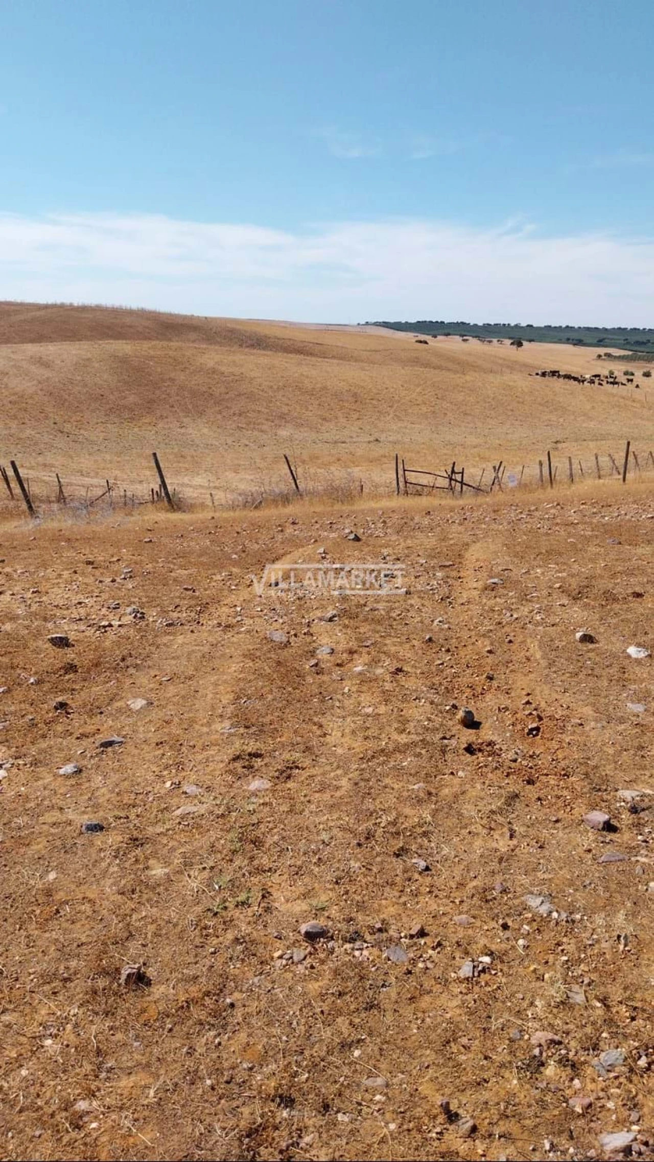 Terreno para Venda em Aljustrel e Rio de Moinhos Foto 6