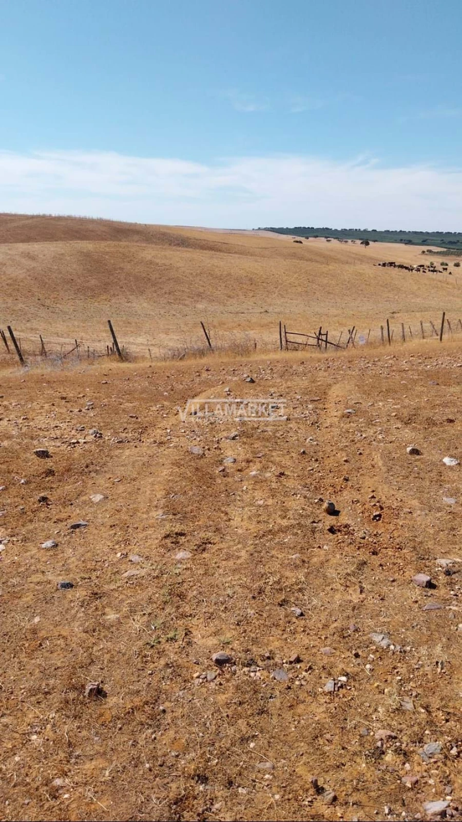 Terreno para Venda em Aljustrel e Rio de Moinhos Foto 6