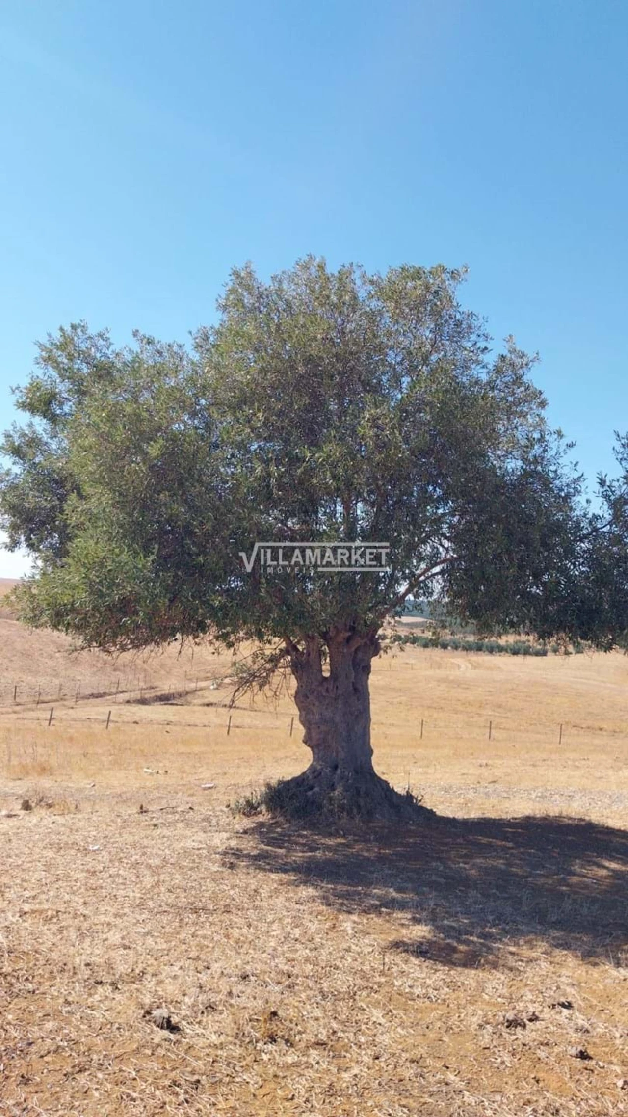 Terreno para Venda em Aljustrel e Rio de Moinhos Foto 16