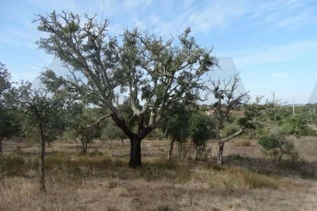 Terreno para Venda em Ourique Foto 10