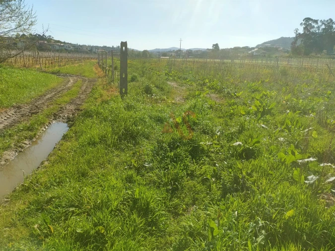 Terreno Agricola ou Rústico para Venda em Nevogilde Foto 7